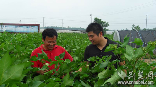 麻城宋埠镇村支书带领群众走出致富路-荆楚网