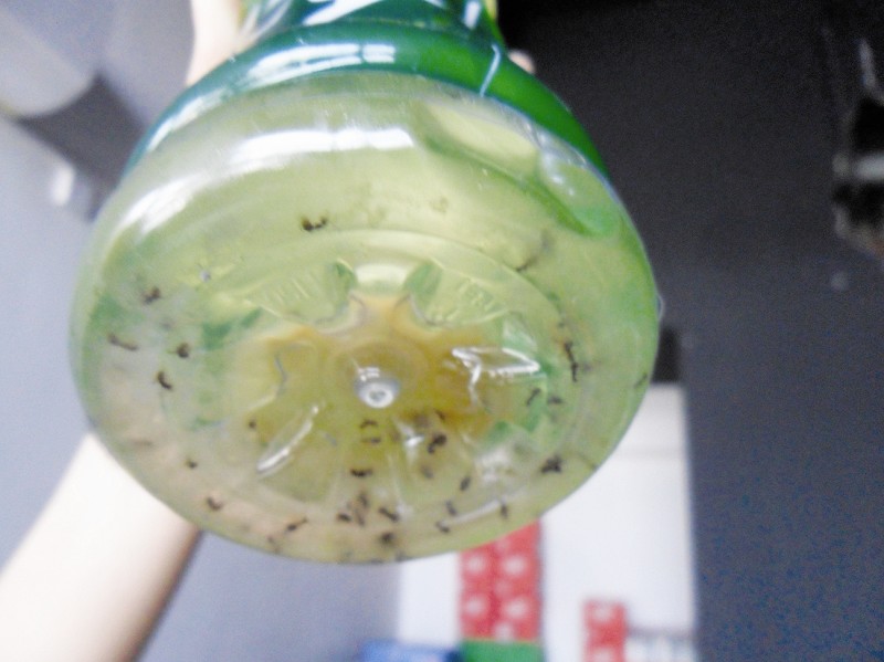 某运动饮料瓶内现几十只蚂蚁 网友疑为农夫山