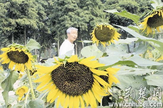 武汉植物园向日葵成熟 入园游客可免费摘葵花