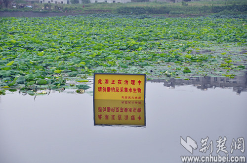 武昌晒湖生态修复投放大量鱼苗 钓客不请自到