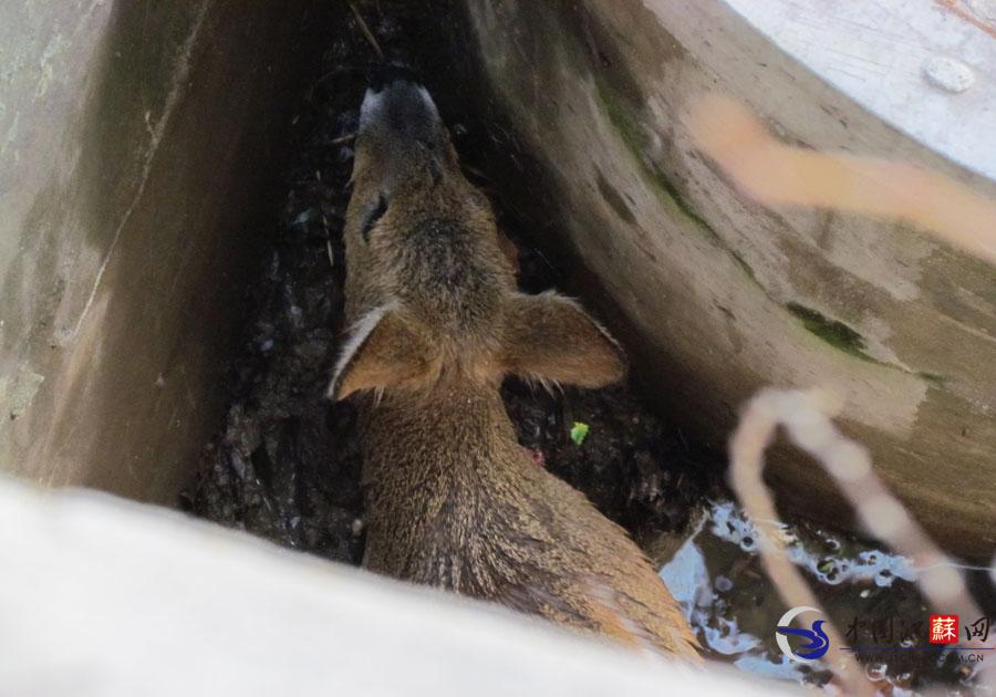 獐子下山找水喝被困 热心南京市民报警施救放归自然
