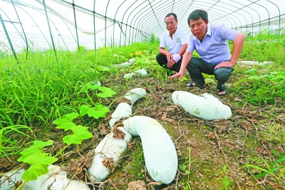 武汉生产自救与时间赛跑:蔡甸农田翻地抢种快