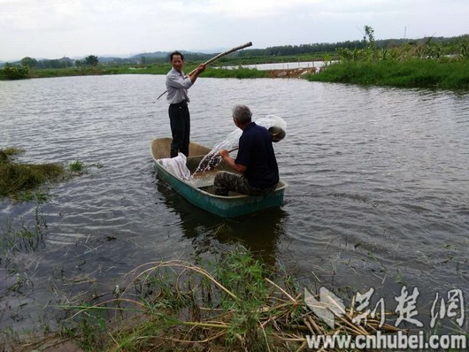 咸安西凉湖围垸:4300亩鱼塘消毒自救(图)