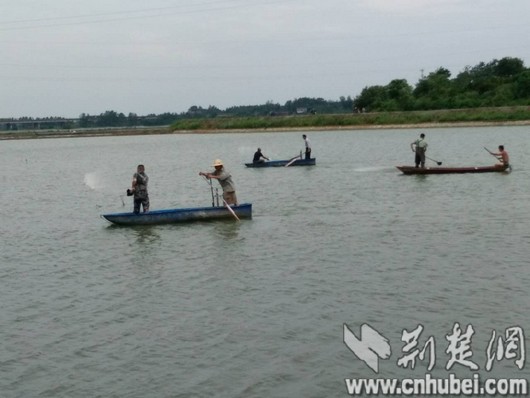 咸安西凉湖围垸:4300亩鱼塘消毒自救(图)