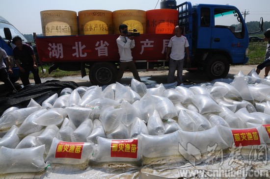 湖北省水产局送80万尾鱼苗帮助红安灾后自救