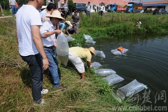 湖北省水产局送80万尾鱼苗帮助红安灾后自救