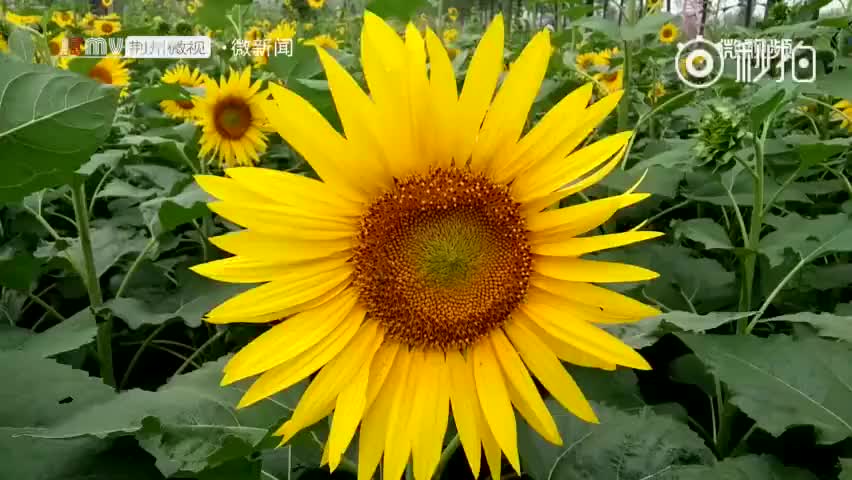 �����ٽ��ɹ�԰�����տ�����