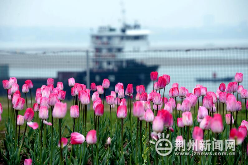 ȥ�����ٽ��ɹ�԰�������㻨չ