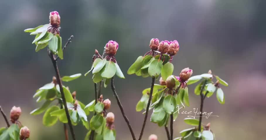 ��ũ�ܸ�ɽ�ž黨