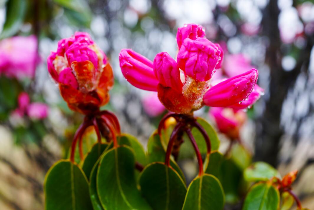 ����ũ���͸�ɽ�ž黨 ������ũ�Ļ�