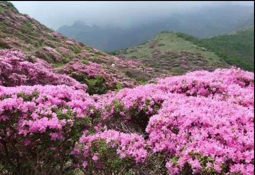 ���£�ȥ��ũ�ܿ���һ���Ķž黨 ������