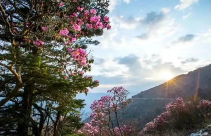 ���£�ȥ��ũ�ܿ���һ���Ķž黨 ��һ��