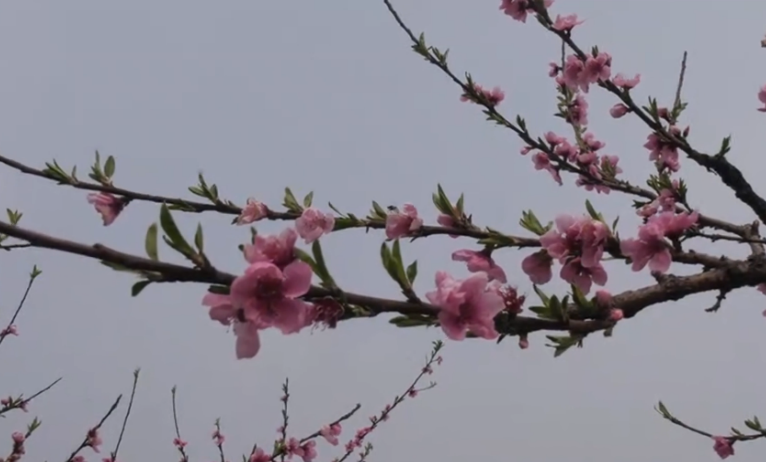 ��ʡ���������ο������ͻ�����ʽ�������Ϻӿڿ����ͻ�ģʽ