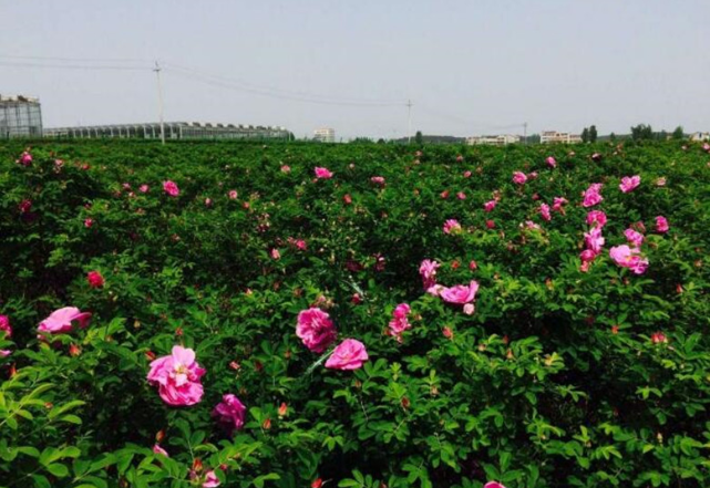 ������õ�庣�羰����õ�����ŵ�����