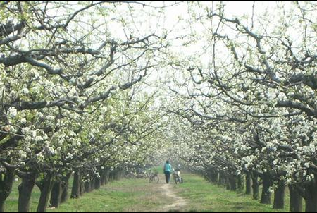 �����ƣ�����ѩ���Ϻӿ����滨����