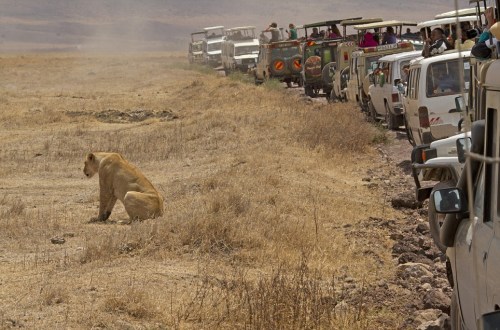 母狮子傲娇背对游客耍大牌不给拍照 一长串游览车干等