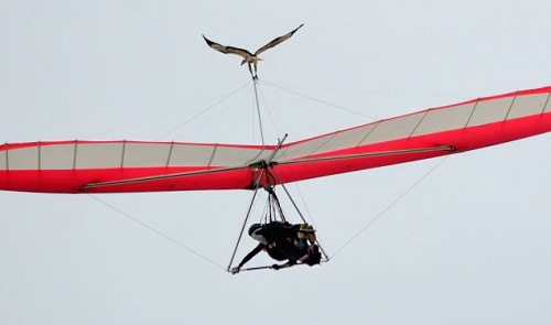 海雕空中站在滑翔翼上搭顺风车偷懒十多分钟