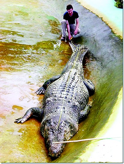 图文:世界最大被生擒鳄鱼死亡