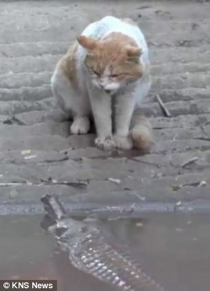 �׻�����è����ˮ�ر���ˣ��