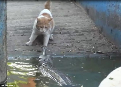 ������è��չ�����š�