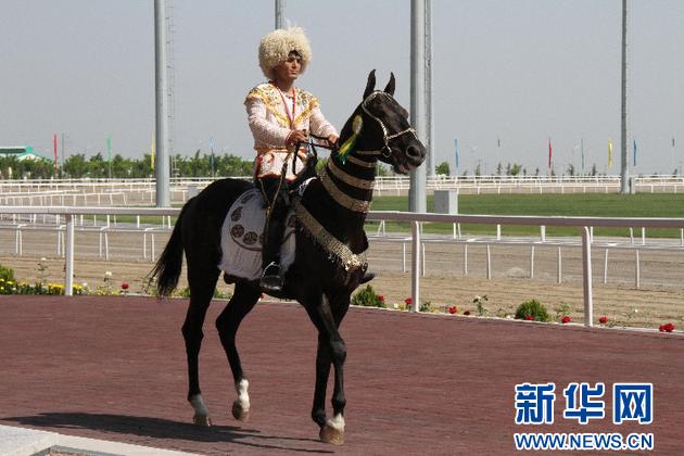 实拍"汗血宝马"选美 马屁股花纹别致(组图)