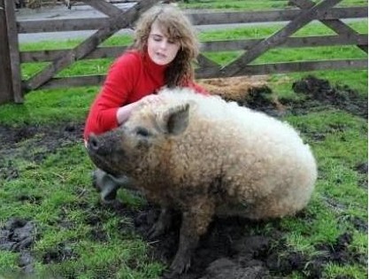 ���޼��������³�Ա �������������������Ľ���ȷ�����