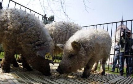 ���޼��������³�Ա �������������������Ľ���ȷ�����