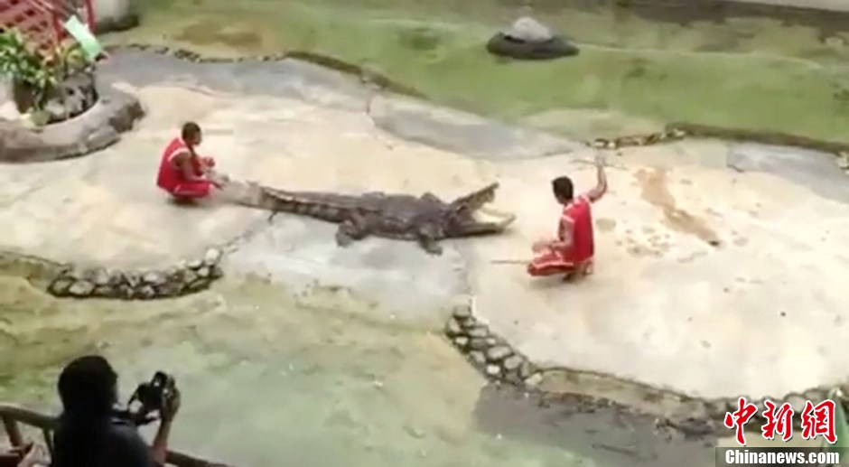 泰国鳄鱼表演失控嘴巴突然合上 驯兽师被咬住