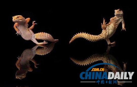 ӡ�����ɡ����ϵ��ϵ������Ӱʦ���ģ���ͼ��