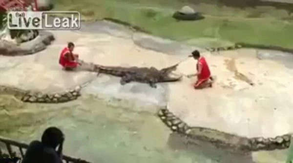 泰国鳄鱼表演失控 驯兽师鳄口逃命视频截图曝