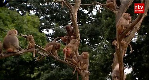 荷兰公园112只狒狒集体静坐绝食背对游客(图)