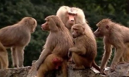 狒狒 W020130808340003753135.jpg