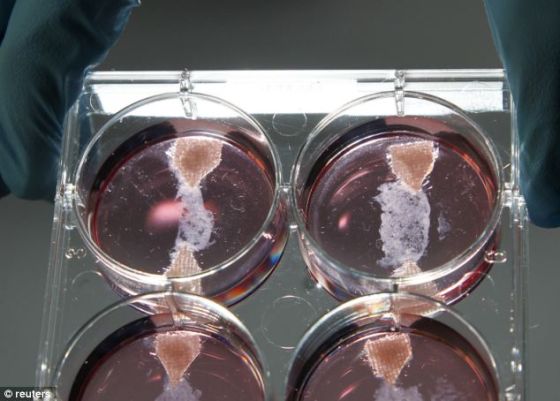 ��˹������ش�ѧʵ���ҵ��Թ�ţ���������Թ�ţ�������������ɷְ����Ρ����ۺ����м��ͬʱ�����Ӻ�ɫ��˸�֭�Ͳغ컨��Ϊţ����ɫ