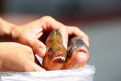 �е���������� ϲ��ҧ����˽�ܲ�λ����Ϊѹ����