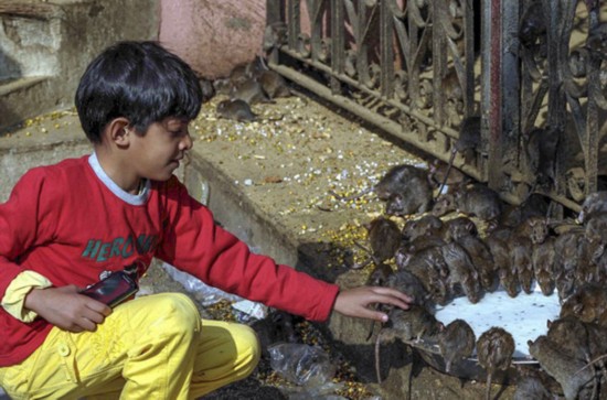 印度神庙供奉2万只老鼠 信徒每日送贡品朝拜(