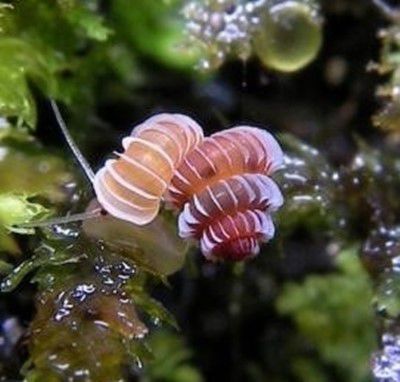 新品种宝石蜗牛被发现 身体透明似移动宝石(图