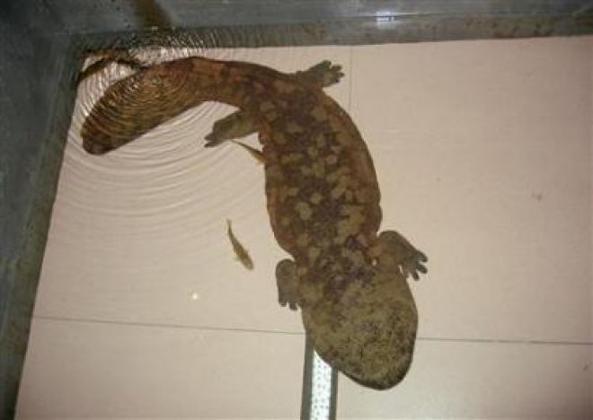 如何杀娃娃鱼正确方法 W020140512339453417843.jpg