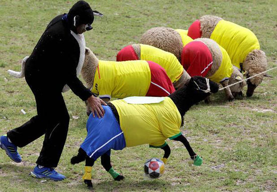 哥伦比亚举办山羊足球赛 为巴西世界杯预热(图