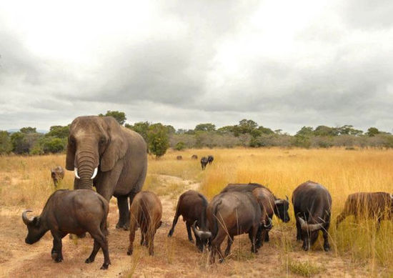 ��Ͳ�Τ��������Ϊ�Լ���ˮţ ������ţȺΪ��