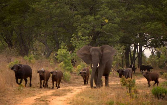 ��Ͳ�Τ��������Ϊ�Լ���ˮţ ������ţȺΪ��