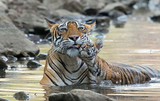 印度孟加拉虎带两只幼虎水塘中泡澡避暑(图)
