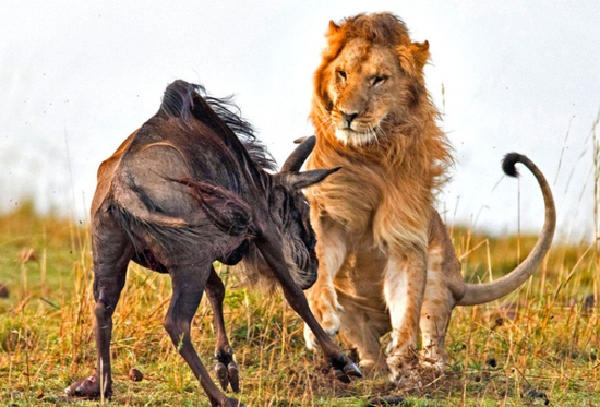 摄影师拍到雄狮一分钟内捕杀壮硕牛羚画面(图)