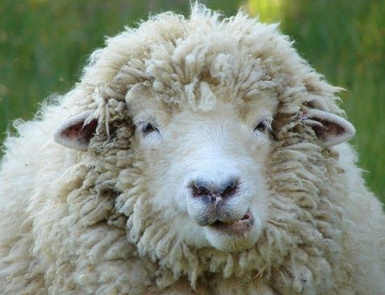 英国一农场羊群误食大麻后集体“傻笑”(图)