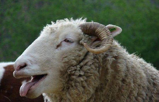 英国一农场羊群误食大麻后集体“傻笑”(图)