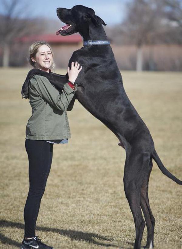 世界最高狗身高21米看到受伤动物会落泪图