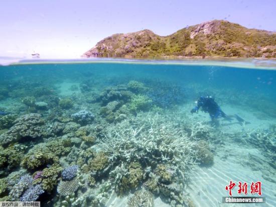 澳大堡礁珊瑚白化严重 环保组织吁遏止全球变
