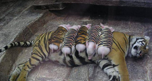 �ϻ�����ɥ������ ����԰�����������ο