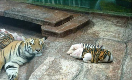 �ϻ�����ɥ������ ����԰�����������ο