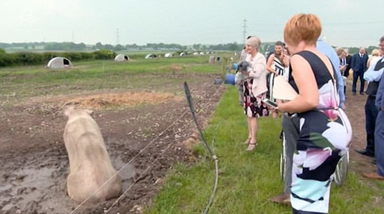 英国新郎花12万办 猪 主题婚礼 50头猪令新娘崩
