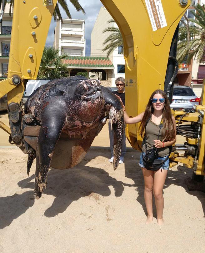 西班牙海滩再次发现巨型棱皮龟 误食海中漂浮的塑料死亡